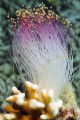   coral  